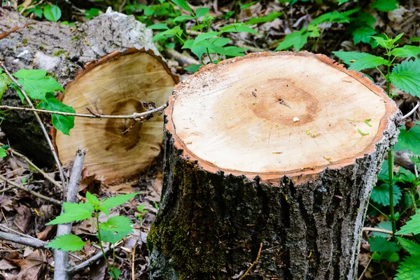 Tree Removal